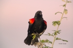 Agelaius-phoeniceus;Blackbird;One;Red-winged-Blackbird;avifauna;bird;birds;color